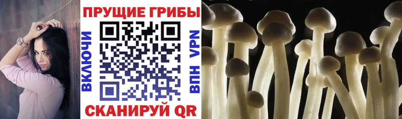 Галлюциногенные грибы Psilocybe  Андреаполь 